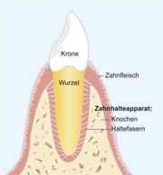 zahnaufbau